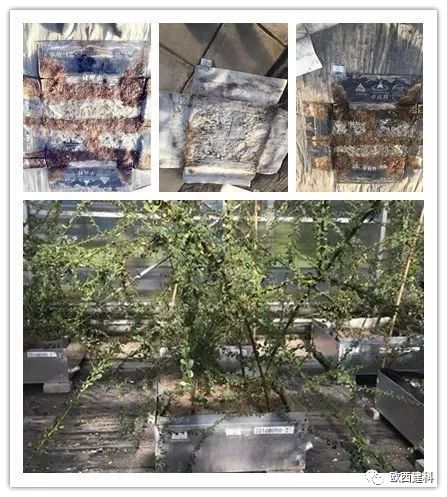 【喜大普奔】歐西建科耐根穿刺防水卷材順利通過北京園林所檢測(cè)！